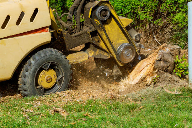 Best Emergency Storm Tree Removal  in Bartow, FL